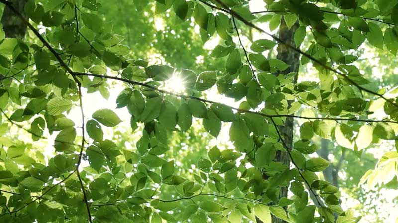 nature in newlands farm video fallback